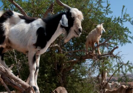 Why Moroccan goats climb trees: The surprising science behind their forest-saving habits |