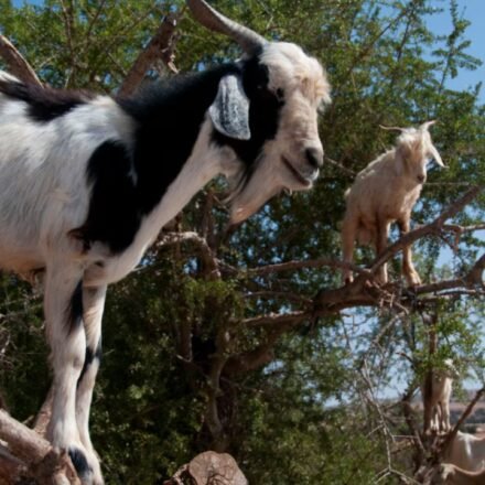 Why Moroccan goats climb trees: The surprising science behind their forest-saving habits |