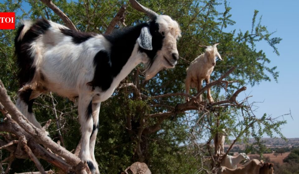 Why Moroccan goats climb trees: The surprising science behind their forest-saving habits |