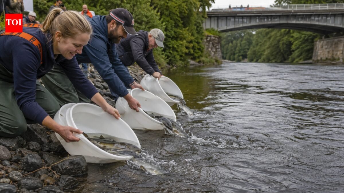 Why Stockholm releases 10,000 salmon and sea trout every year next to the Royal Palace | World News