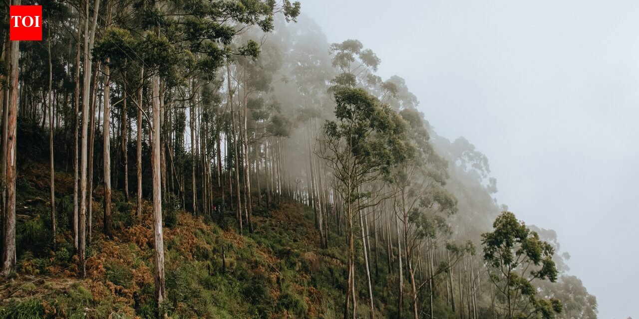 Why eucalyptus trees shed their bark every year and how this helps them survive |