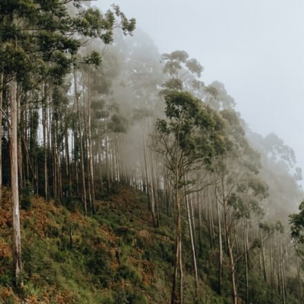 Why eucalyptus trees shed their bark every year and how this helps them survive |