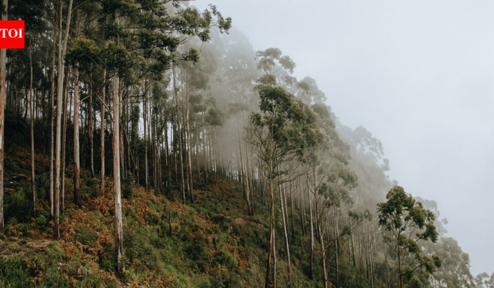 Why eucalyptus trees shed their bark every year and how this helps them survive |