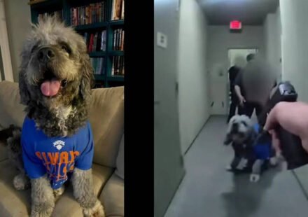 Woman whose dog was killed by LAPD cops sues police department: Jameson didn't growl at any of the officers or try to attack them