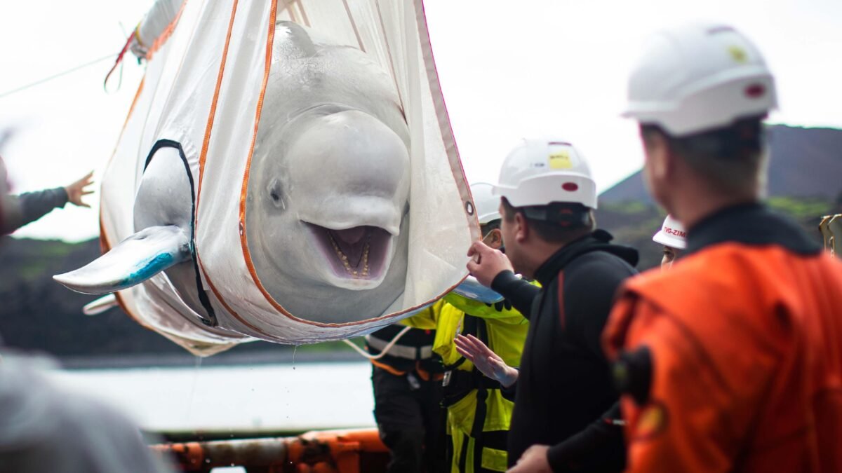 World's largest marine mammal rescue begins in Canada as 30 beluga whales moved from closed marine park over euthanasia fears World News