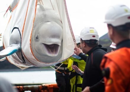 World's largest marine mammal rescue begins in Canada as 30 beluga whales moved from closed marine park over euthanasia fears World News