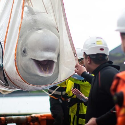 World's largest marine mammal rescue begins in Canada as 30 beluga whales moved from closed marine park over euthanasia fears World News