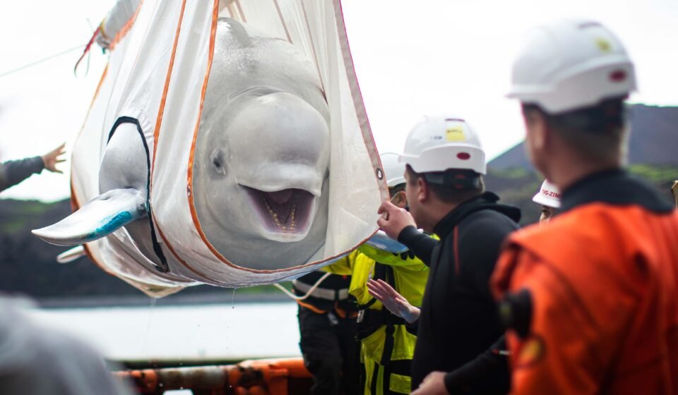 World's largest marine mammal rescue begins in Canada as 30 beluga whales moved from closed marine park over euthanasia fears World News