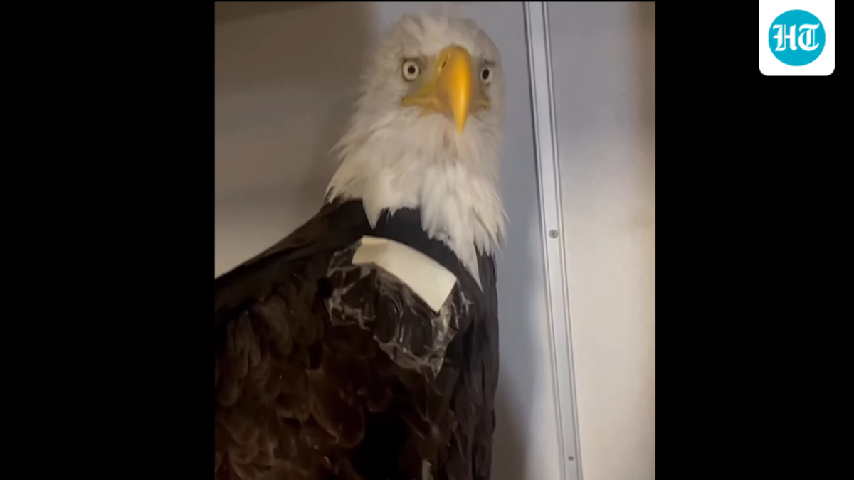 The Ojai Raptor Center, where Jackie is being treated, said her packed cell volume (PCV) has dropped to 13%. (Screenshot from Ojai Raptor Center Instagram)