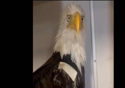 The Ojai Raptor Center, where Jackie is being treated, said her packed cell volume (PCV) has dropped to 13%. (Screenshot from Ojai Raptor Center Instagram)