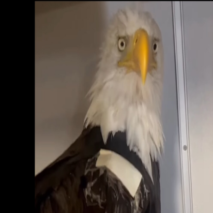 The Ojai Raptor Center, where Jackie is being treated, said her packed cell volume (PCV) has dropped to 13%. (Screenshot from Ojai Raptor Center Instagram)