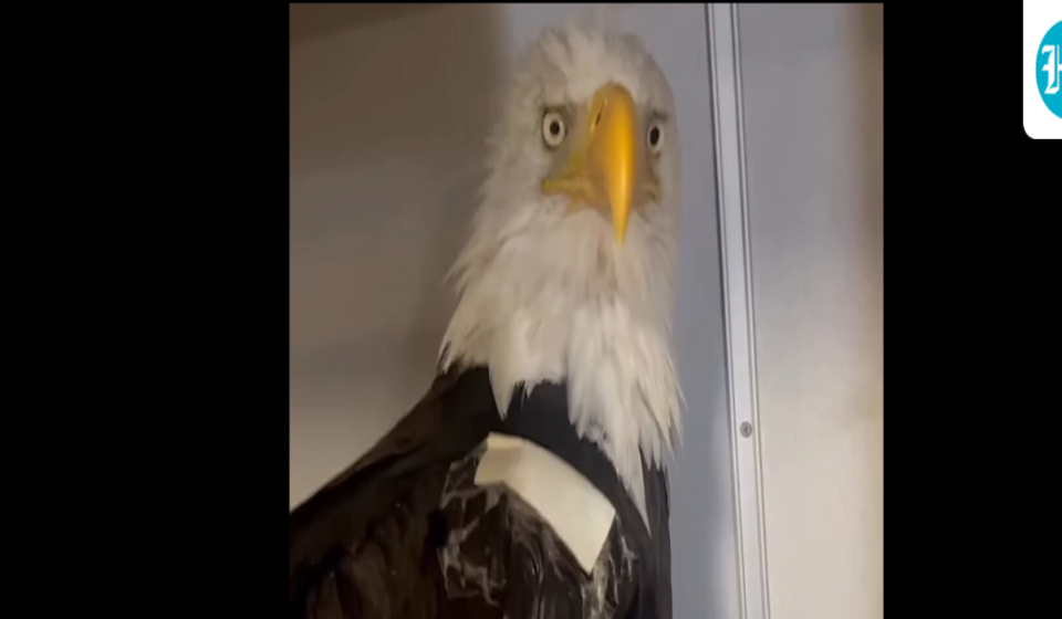 The Ojai Raptor Center, where Jackie is being treated, said her packed cell volume (PCV) has dropped to 13%. (Screenshot from Ojai Raptor Center Instagram)