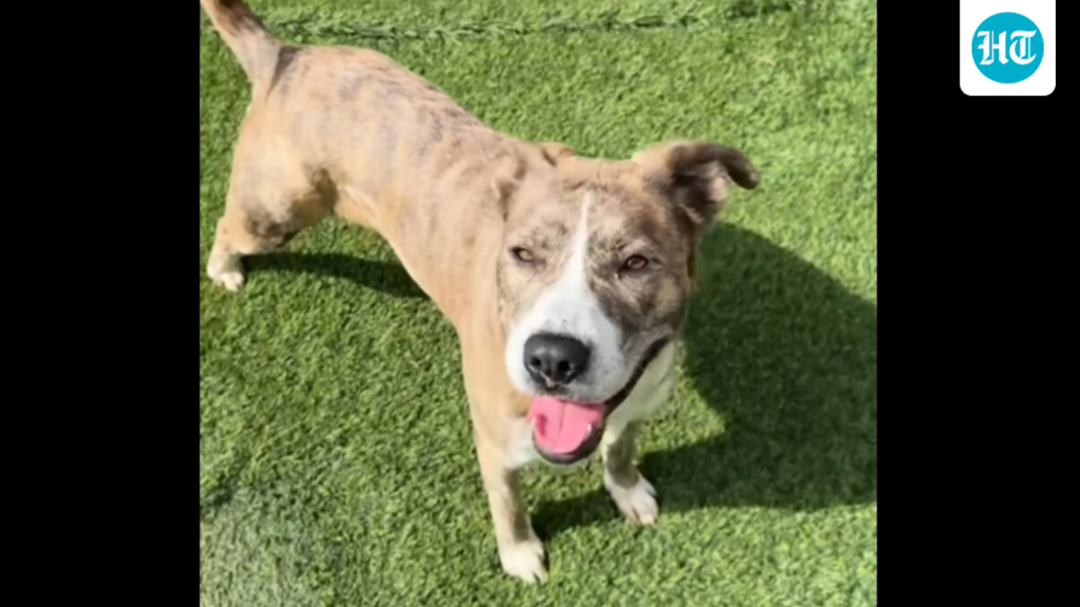 In the video, Jayme explained that Gracie was scheduled to be euthanized unless someone stepped forward to foster her. (Instagram | @jaymeaiden)