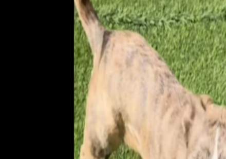 In the video, Jayme explained that Gracie was scheduled to be euthanized unless someone stepped forward to foster her. (Instagram | @jaymeaiden)