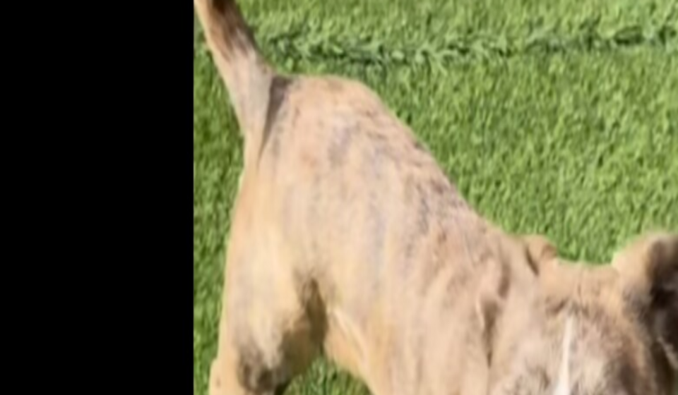 In the video, Jayme explained that Gracie was scheduled to be euthanized unless someone stepped forward to foster her. (Instagram | @jaymeaiden)