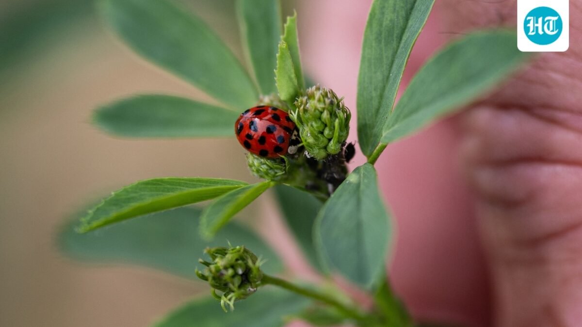 A ladybird sits on an alfalfa plant in a test agricultural plot in Bouleuse, northeastern France, on August 6. (AFP)
