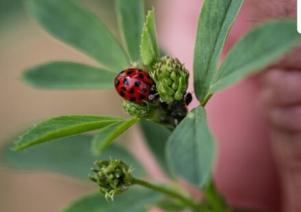 A ladybird sits on an alfalfa plant in a test agricultural plot in Bouleuse, northeastern France, on August 6. (AFP)