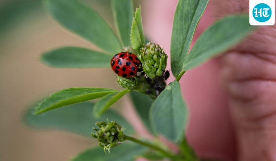A ladybird sits on an alfalfa plant in a test agricultural plot in Bouleuse, northeastern France, on August 6. (AFP)