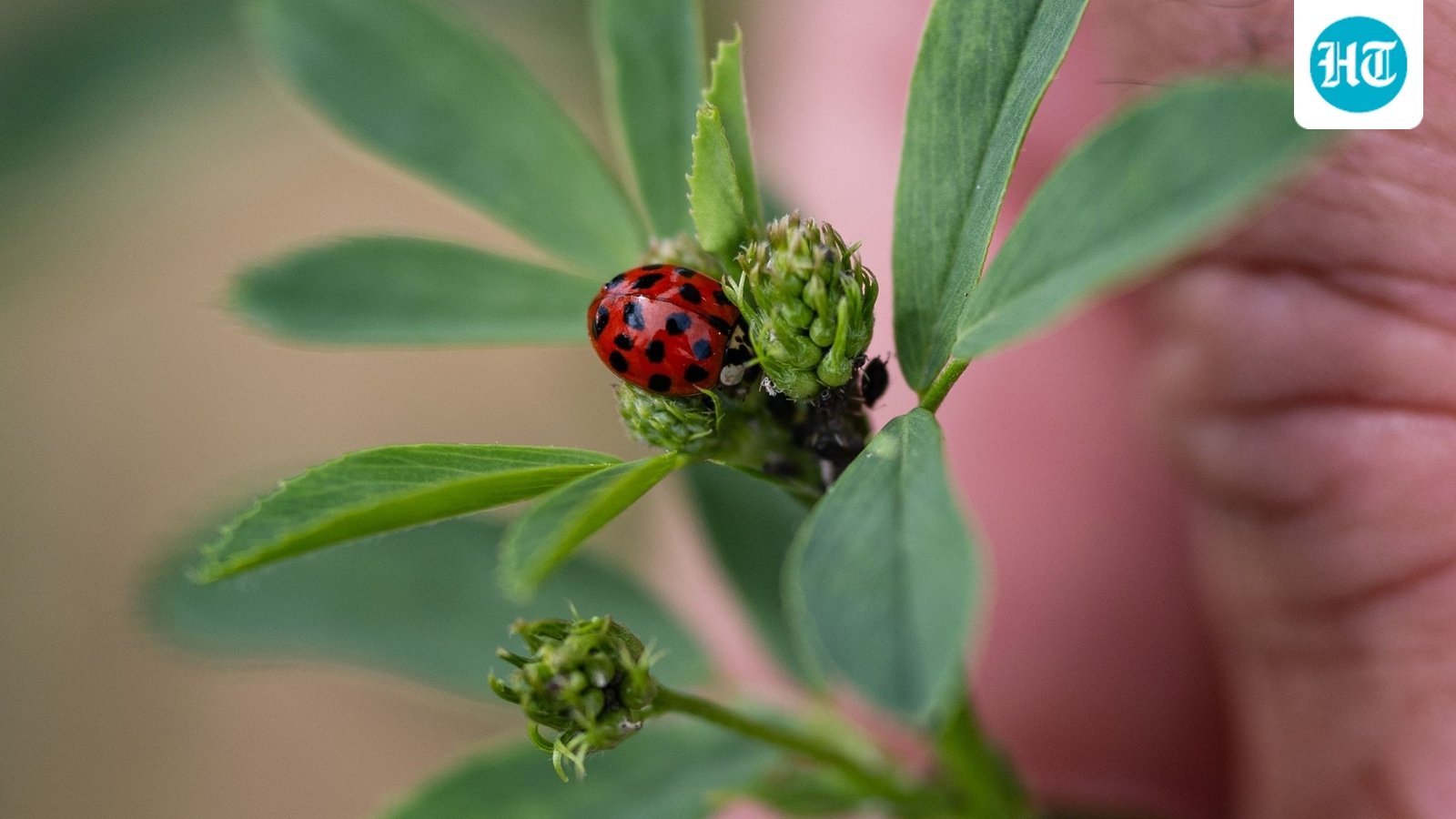 A ladybird sits on an alfalfa plant in a test agricultural plot in Bouleuse, northeastern France, on August 6. (AFP)