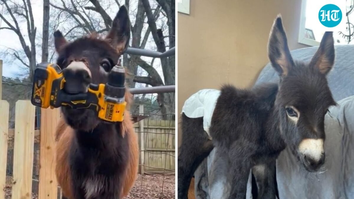 HeeHaw GoFundMe: Cedartown officer on leave after ‘baby donkey’ shot dead in Polk County (Elsberry Riding and Farm/Facebook)