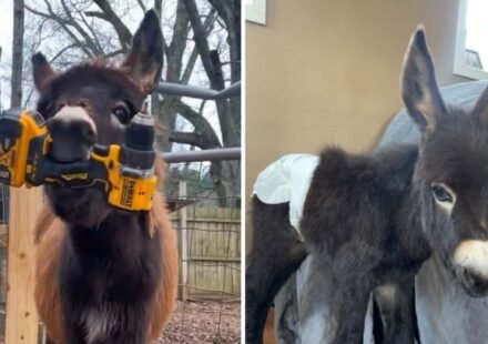 HeeHaw GoFundMe: Cedartown officer on leave after ‘baby donkey’ shot dead in Polk County (Elsberry Riding and Farm/Facebook)