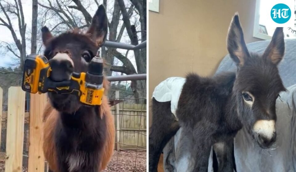 HeeHaw GoFundMe: Cedartown officer on leave after ‘baby donkey’ shot dead in Polk County (Elsberry Riding and Farm/Facebook)