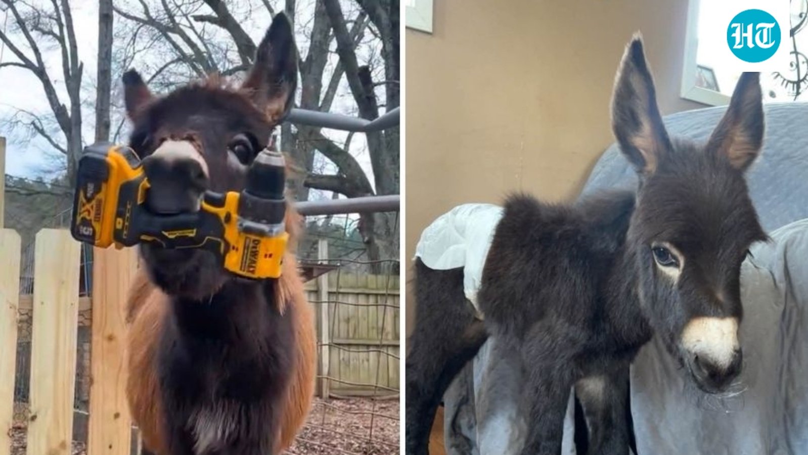 HeeHaw GoFundMe: Cedartown officer on leave after ‘baby donkey’ shot dead in Polk County (Elsberry Riding and Farm/Facebook)