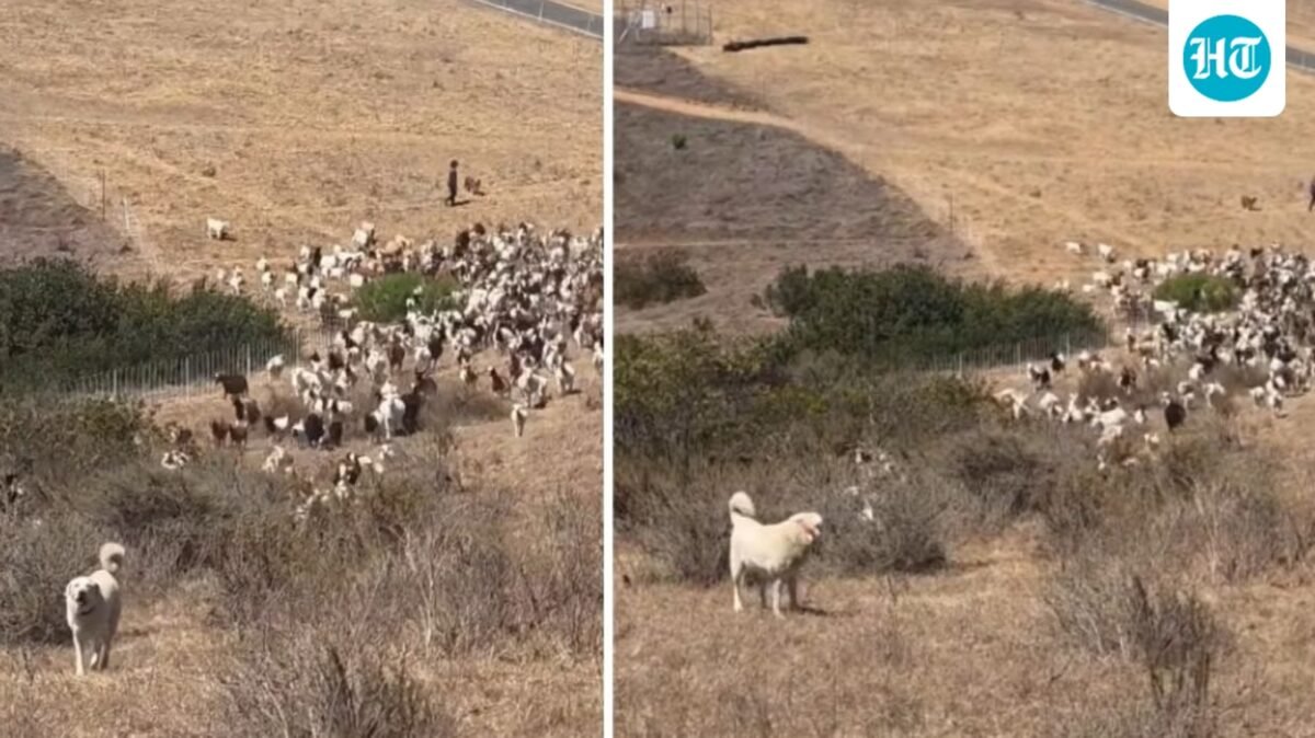 California sheepdog helps first responders land helicopter during emergency (lagunabeachpd/Instagram)