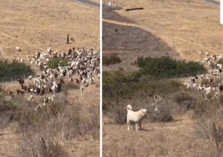 California sheepdog helps first responders land helicopter during emergency (lagunabeachpd/Instagram)