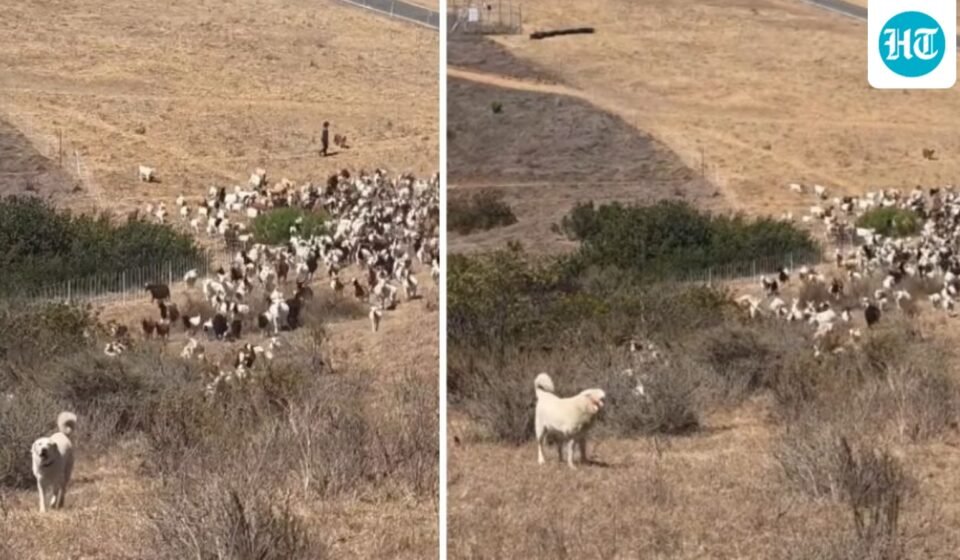 California sheepdog helps first responders land helicopter during emergency (lagunabeachpd/Instagram)