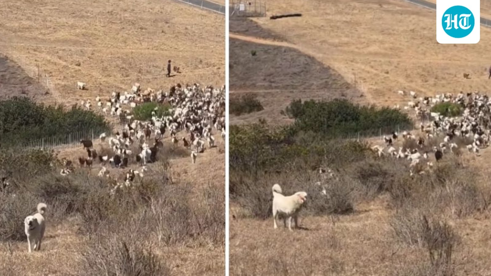 California sheepdog helps first responders land helicopter during emergency (lagunabeachpd/Instagram)
