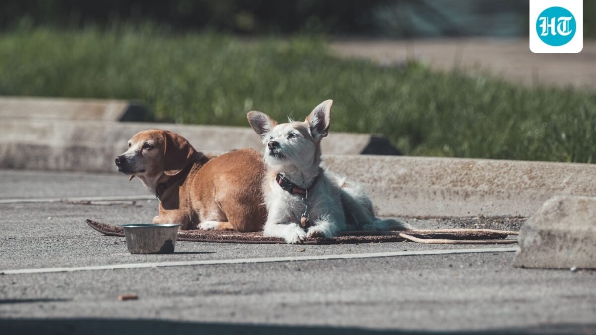 Washington Park horror: Several dogs attack and kill Illinois man as witness recalls scene (Pexel - representational image)