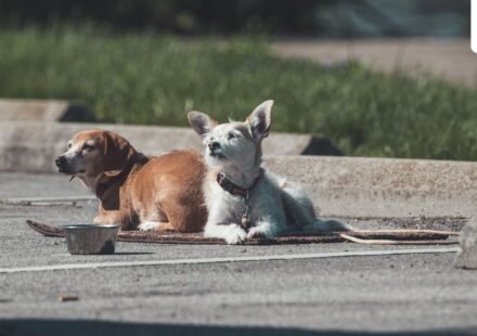 Washington Park horror: Several dogs attack and kill Illinois man as witness recalls scene (Pexel - representational image)