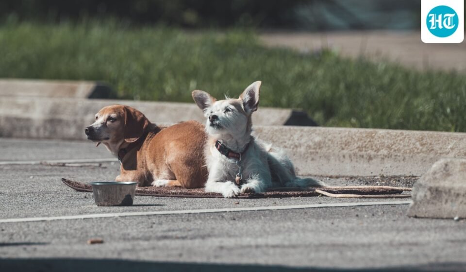 Washington Park horror: Several dogs attack and kill Illinois man as witness recalls scene (Pexel - representational image)