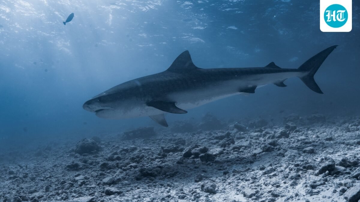 Maine lifeguard describes ‘frightening’ moment he was pulled underwater by shark (Pexel - representational image)