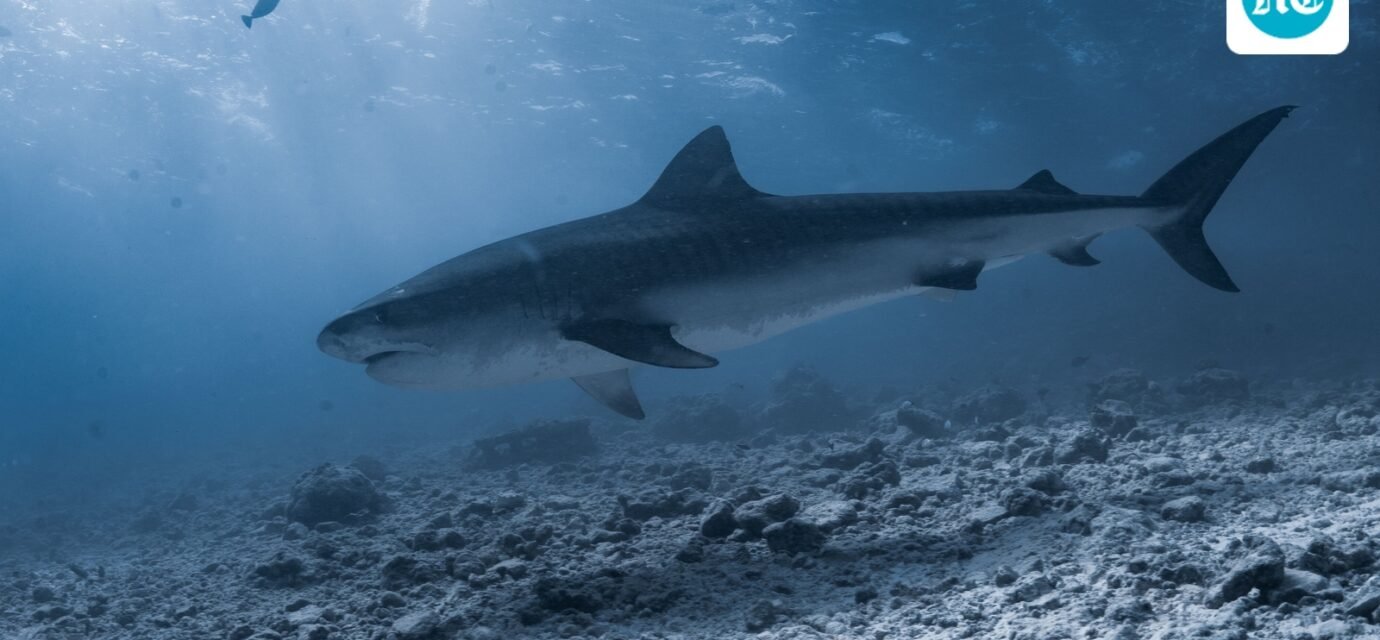 Maine lifeguard describes ‘frightening’ moment he was pulled underwater by shark (Pexel - representational image)