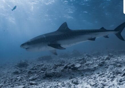 Maine lifeguard describes ‘frightening’ moment he was pulled underwater by shark (Pexel - representational image)