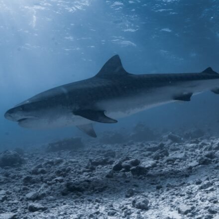 Maine lifeguard describes ‘frightening’ moment he was pulled underwater by shark (Pexel - representational image)