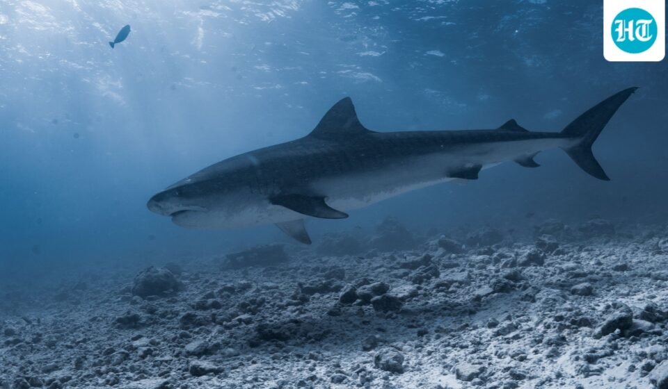 Maine lifeguard describes ‘frightening’ moment he was pulled underwater by shark (Pexel - representational image)