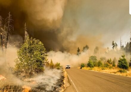 Multiple wildfires are burning across the Washington state. (UnSplash)