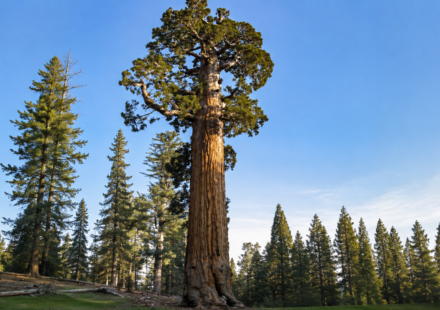 Meet the General Grant Tree: The world's second-largest tree that became America's only living National Shrine