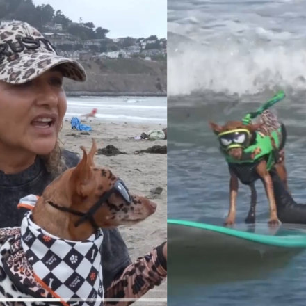 ​From cancer survivors to surfing stars: California woman and her dog beat cancer before competing together at the World Dog Surfing Championships