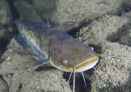 In 1974, a German fisherman released thousands of baby catfish into a Spanish river; 50 years later they are threatening native wildlife as an 'ecological time bomb'
