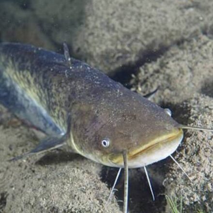 In 1974, a German fisherman released thousands of baby catfish into a Spanish river; 50 years later they are threatening native wildlife as an 'ecological time bomb'