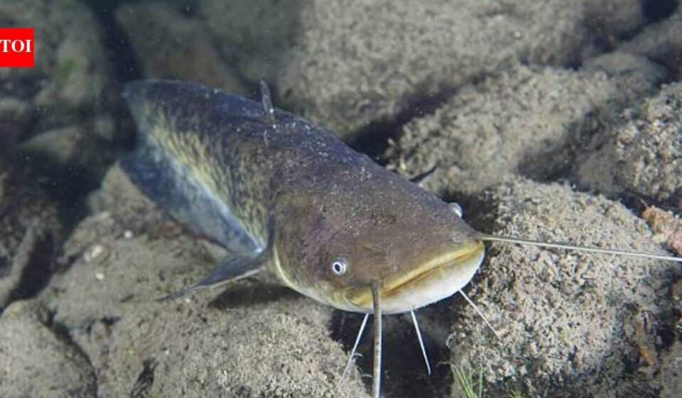 In 1974, a German fisherman released thousands of baby catfish into a Spanish river; 50 years later they are threatening native wildlife as an 'ecological time bomb'