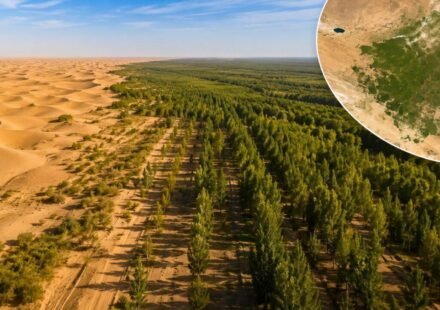 China planted trees the Taklamakan Desert for nearly 50 years. Satellites now show the landscape is capturing more carbon than it releases