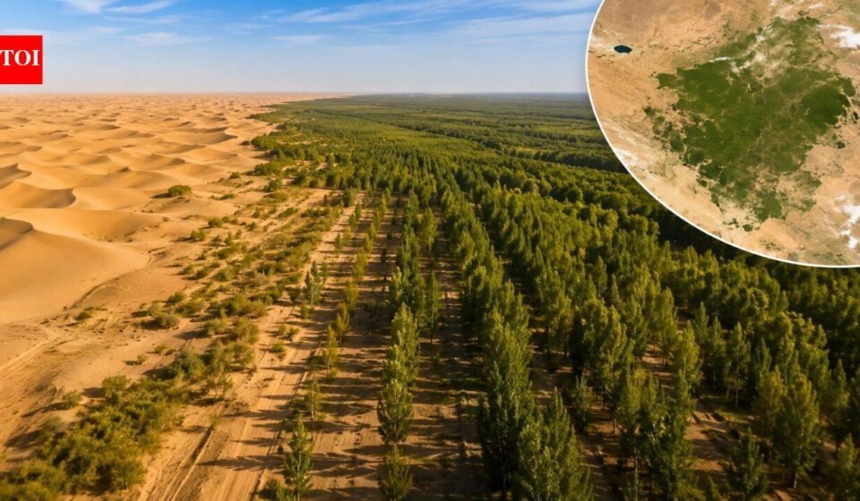 China planted trees the Taklamakan Desert for nearly 50 years. Satellites now show the landscape is capturing more carbon than it releases