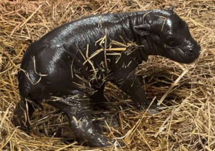 Toronto gets its own 'Moo Deng'; pygmy hippo calf born to 20-year-old mother, took first steps within minutes of birth