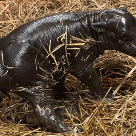 Toronto gets its own 'Moo Deng'; pygmy hippo calf born to 20-year-old mother, took first steps within minutes of birth
