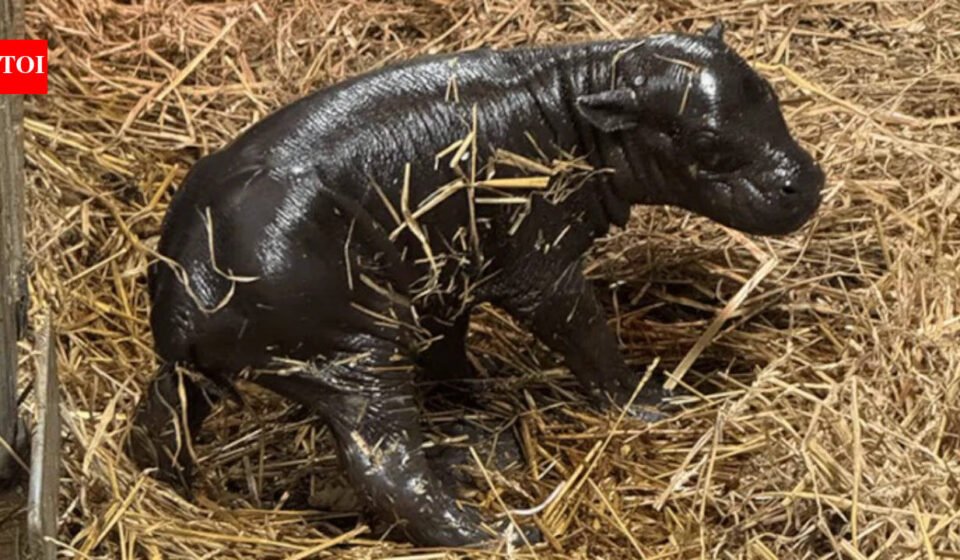 Toronto gets its own 'Moo Deng'; pygmy hippo calf born to 20-year-old mother, took first steps within minutes of birth